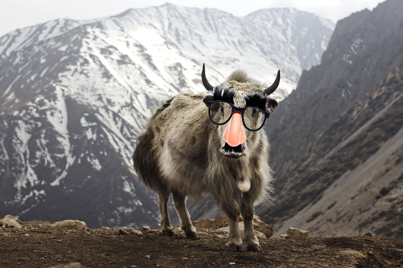 Yak in Disguise