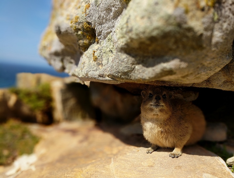 South African Dassie