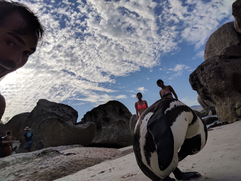 Penguin Selfie