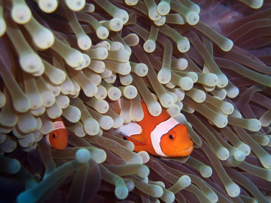 Clownfish Anemone