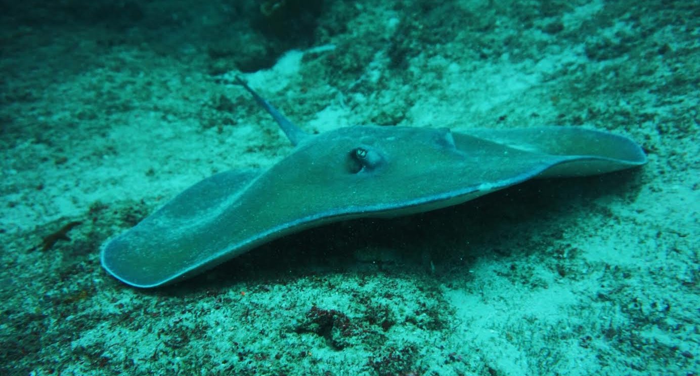 Eagle Ray